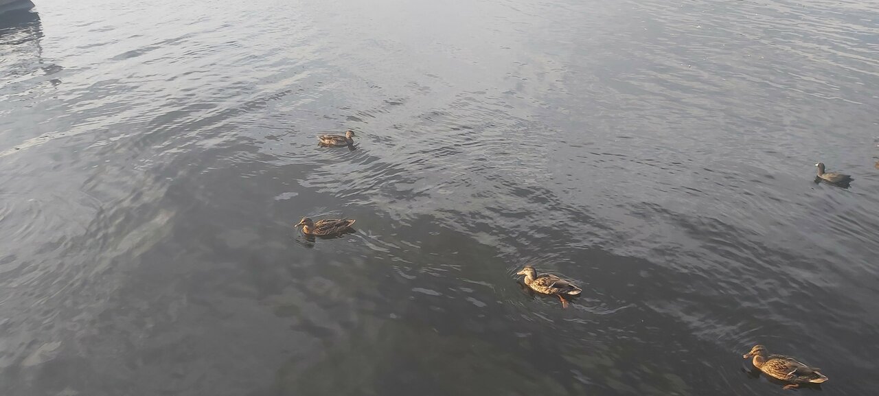 Гостиница Гостевой дом Орловская 1 Осташков-131