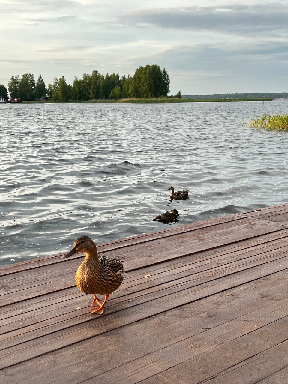 Гостиница Гостевой дом Орловская 1 Осташков-75