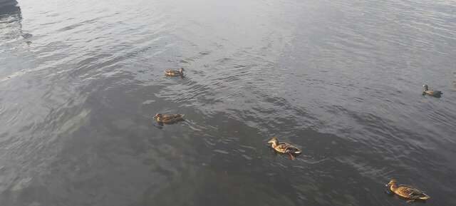 Гостиница Гостевой дом Орловская 1 Осташков-130